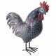 FIGURA GALLO RESINA 28.5X11X28 CM.
