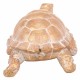 FIGURA TORTUGA RESINA DORADO 31.50X21.5X15 CM.